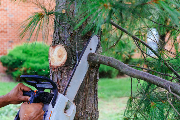 Professional  Tree Services in Pleasant Hill, MS